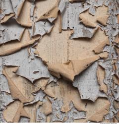 Photo Textures of Wall Plaster